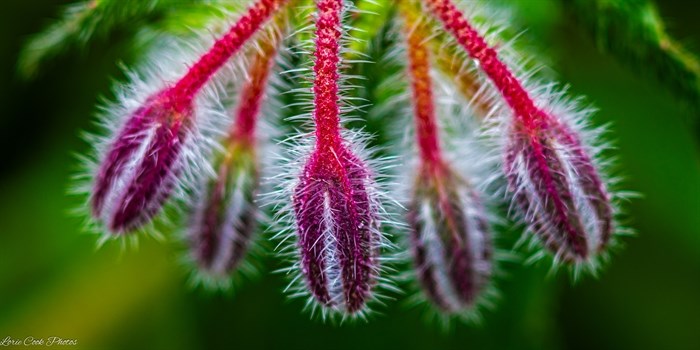 The stamen of a flower in Cherry Creek is covered in tiny white hairs. 