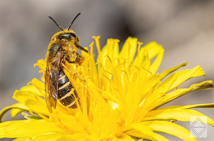 This busy bee in Clinton is covered with pollen. 