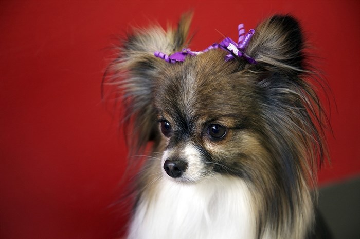 Pawlished Pet Grooming small dog with bow