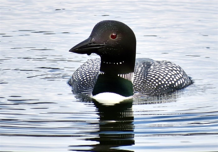 A common loon paddles in Okanagan Lake.