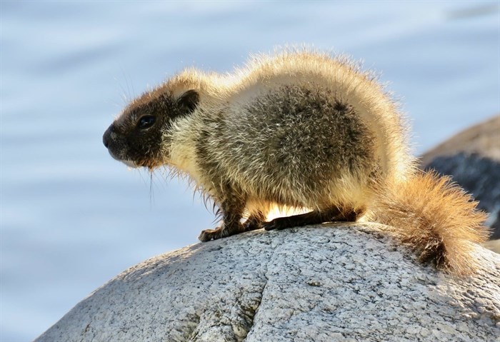 A baby yellow-bellied marmot basks in the sun in Penticton.