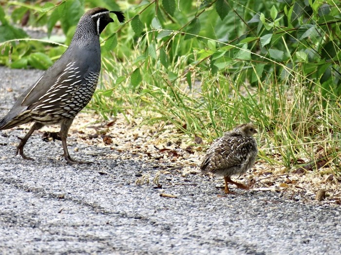 A quail and its baby walk on a path along the Penticton Channel.