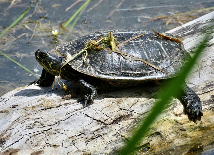 A western painted turtle makes its home in the Penticton Channel.