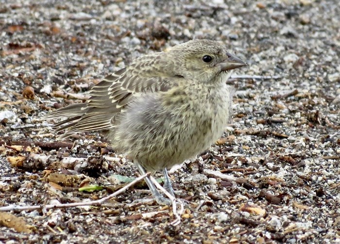 A fluffy juvenile brown-headed cowbird struts along the a Penticton shoreline. 