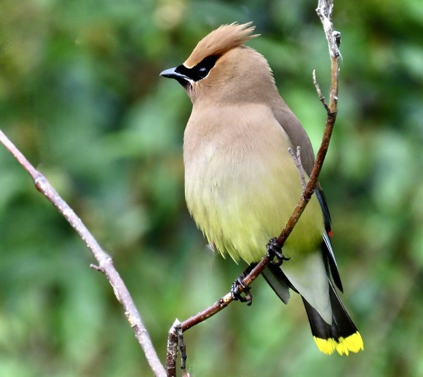 This cedar waxing makes its home along the Penticton Channel.
