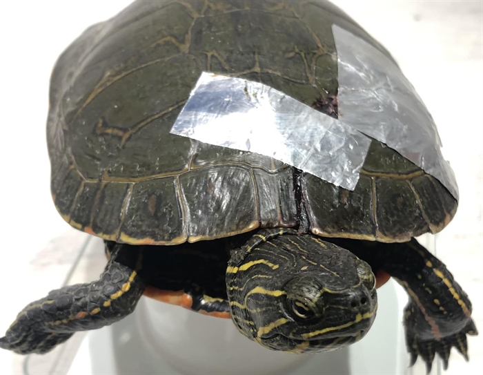 Threatened turtles on their way to lay eggs crushed by cars in Kamloops ...