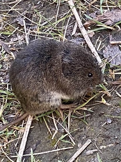 This vole is one of numerous critters that live at Munson Pond in Kelowna. 