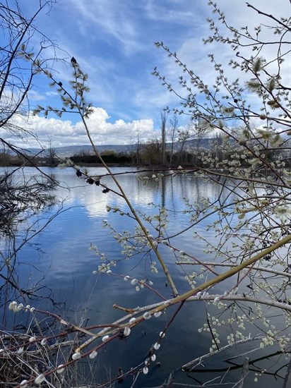 Munson Pond in Kelowna is seen through the limbs of a pussywillow shrub in early spring.