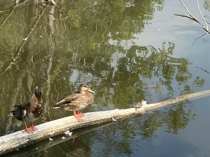 Two ducks and a turtle perch on a log in Munson Pond. 