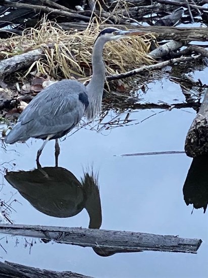 A heron fishes in Kelowna's Munson Pond. 