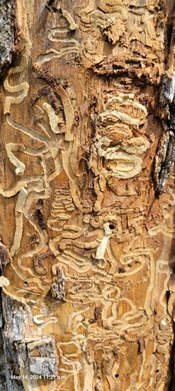 Tunnels from the emerald ash borer larvae are seen under the bark of a tree. 