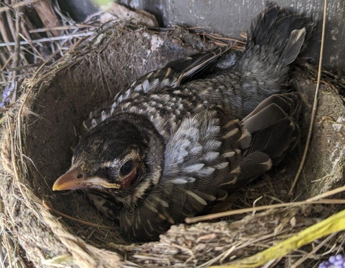 This fledgling robin in Summerland is getting too big for its nest. 