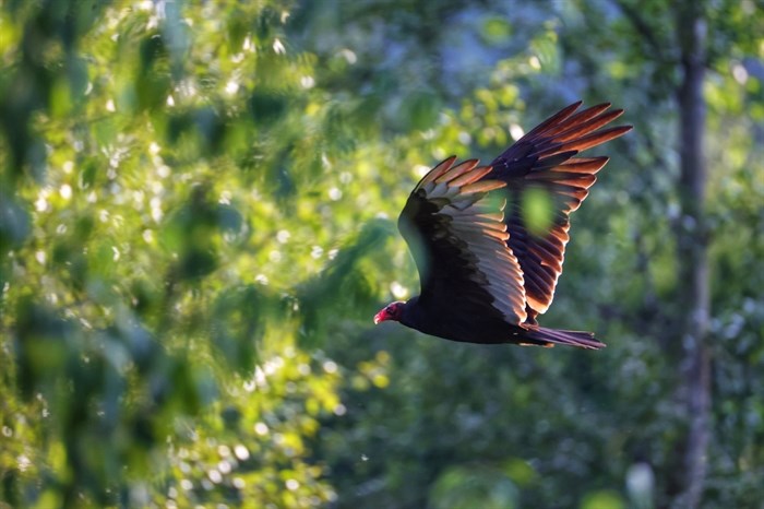 A turkey vulture flies through sunlit trees in Barrier. 