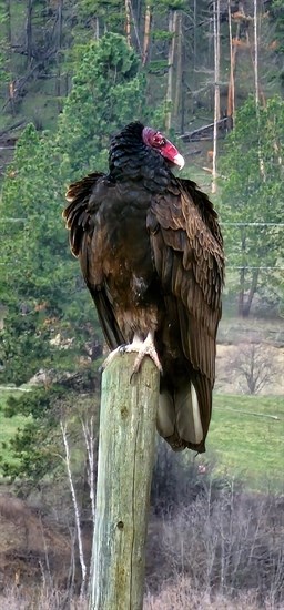 This turkey vulture was spotted in Kamloops. 