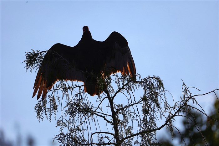 The silhouette of turkey vulture in Barrier can be seen. 