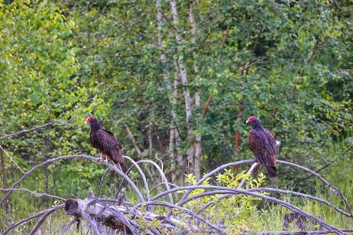 Two turkey vultures perch on a fallen tree in Barrier. 