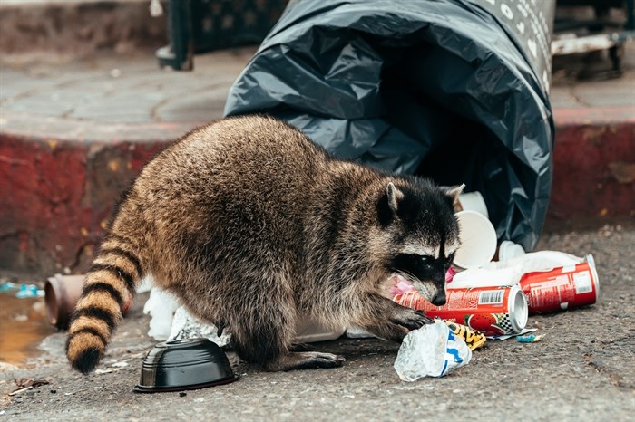 Wild raccoon