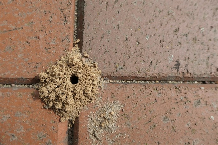 Ant mound between terrace tiles