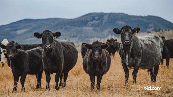 Angus cows at Hat Creek Ranch in Cache Creek. 