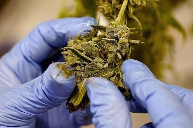 FILE - A worker pulls leaves from the flower of a cannabis plant at Greenlight Dispensary, Oct. 31, 2022, in Grandview, Mo. The Biden administration's push to reclassify marijuana as a less dangerous drug won a strong endorsement Wednesday, July 17, 2024, from Kentucky Gov. Andy Beshear, who said “the jury is no longer out” on its medical uses as an alternative to opioids that ravaged the Bluegrass State with overdose deaths. 