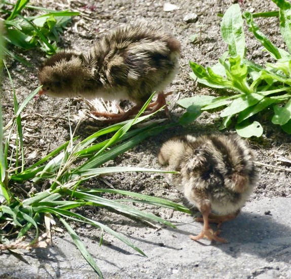 Two fluffy baby California quail search for snacks in the Okanagan. 