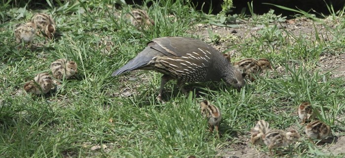 An adult California quail in Vernon moves along the grass with its babies. 