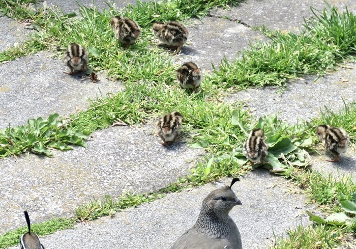 A brood of baby California quail peck the grass in the South Okanagan. 