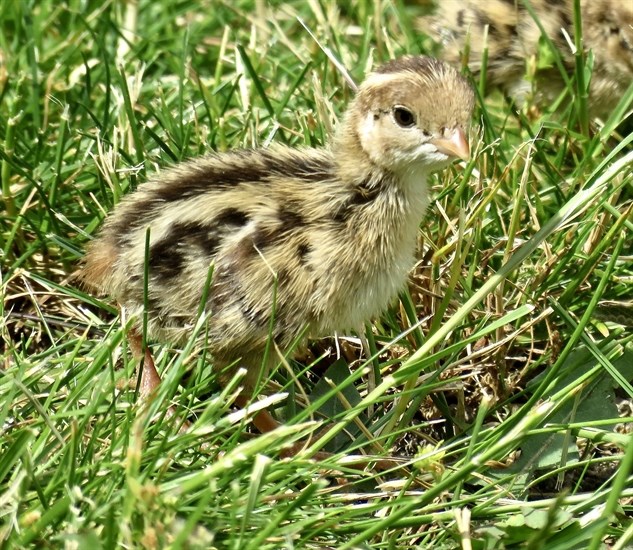 A fluffy baby quail sits in grass in the South Okanagan. 