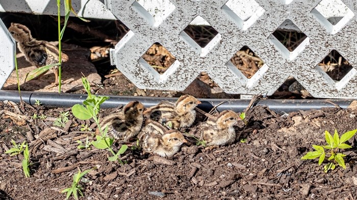 Four baby quail huddle together in Penticton. 