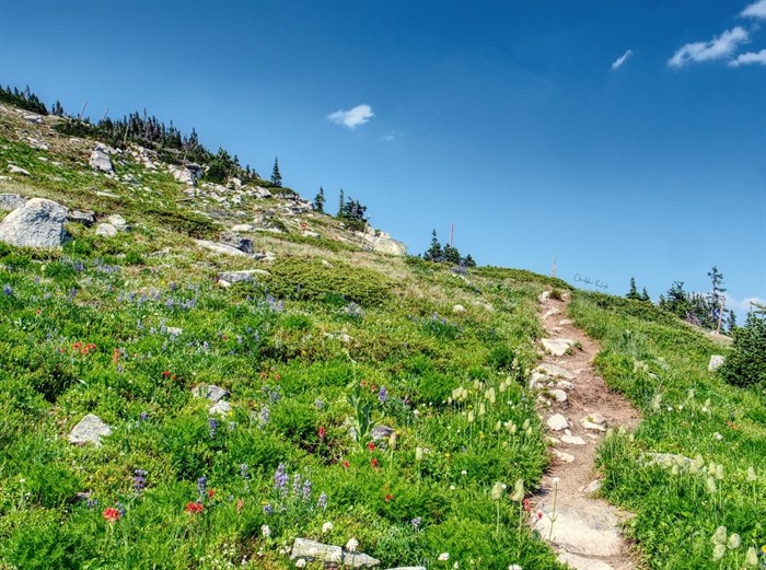 Wildflowers bloom in the alpine at a ski resort in Kelowna. 