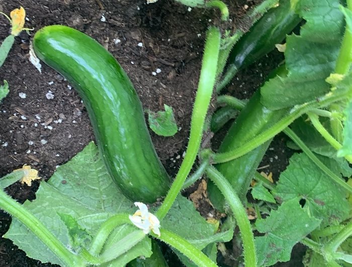 This cucumber in Kamloops has curve appeal. 