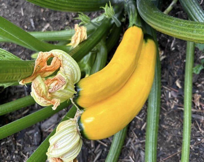 These zucchinis in a Kelowna garden are conjoined.  