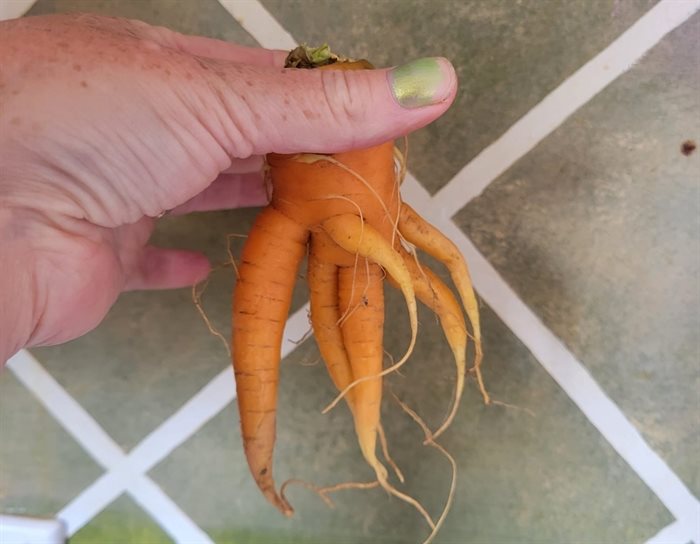 A carrot with six legs crawled out of a Kamloops garden. 