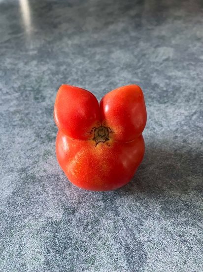 This tomato grown in Penticton has bunny ears. 