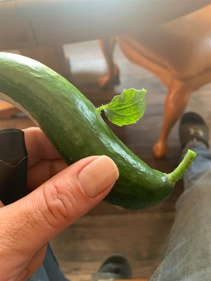 This pickling cucumber from a Kamloops garden grew a leaf.  