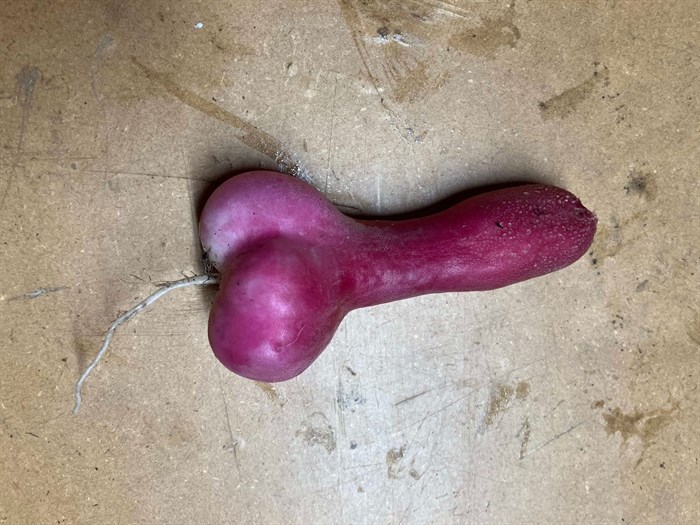 This seductive radish grew in a Penticton garden. 