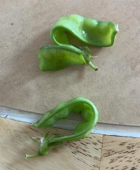 These snow peas in Penticton grew in curls. 