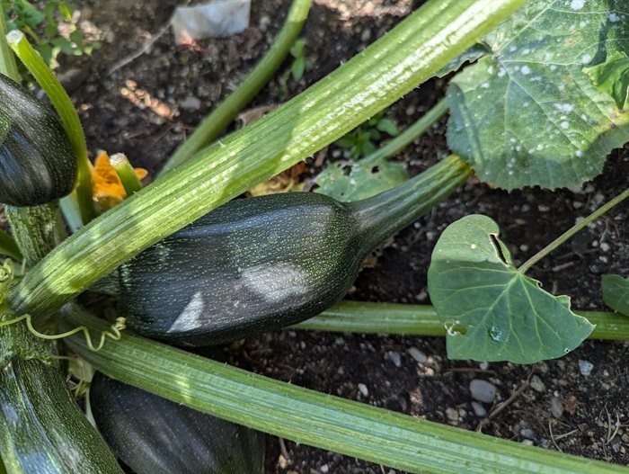 Zucchinis in a Kelowna garden grew long skinny tails. 