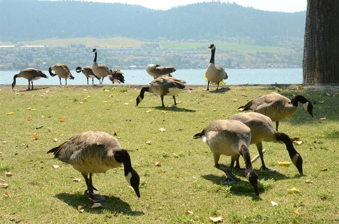 The grass is the perfect goose food.