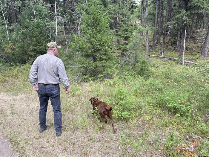 Retired search and rescue professional Randy MacLeod and his dog search for missing Shannon White in an area near Heffley Creek in July. 