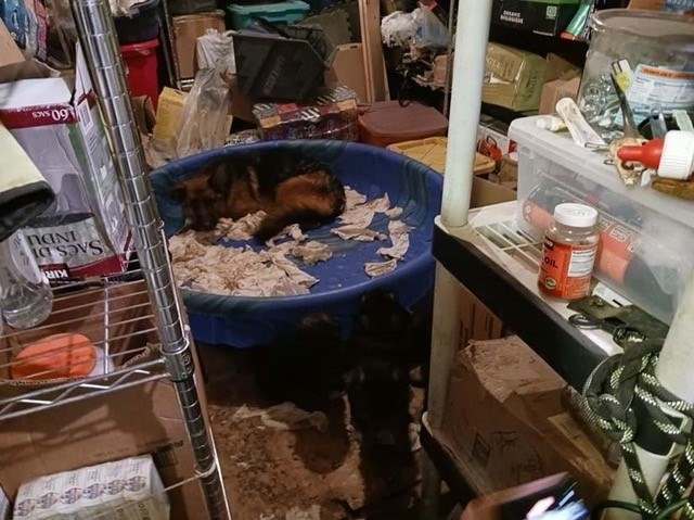 One of the seized mother shepherds in the plastic pool in a basement near Prince George. 