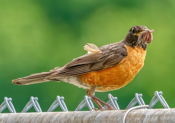 Mmmph. A Robin's face is full of food in the Shuswap. 