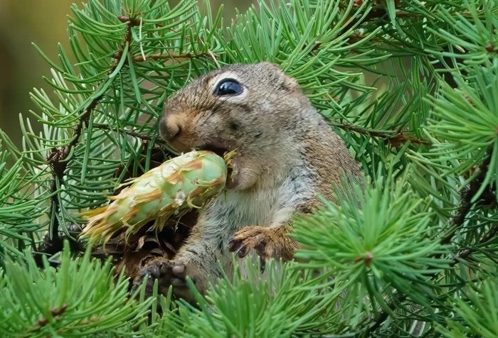 This squirrel in the Shuswap has its mouth stuffed with food. 