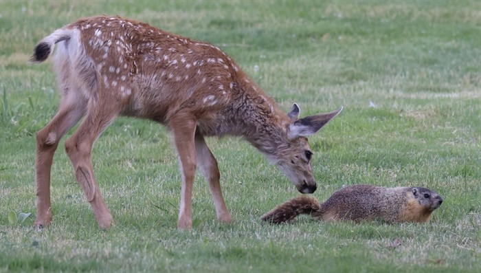 This photo was taken in Kamloops: 