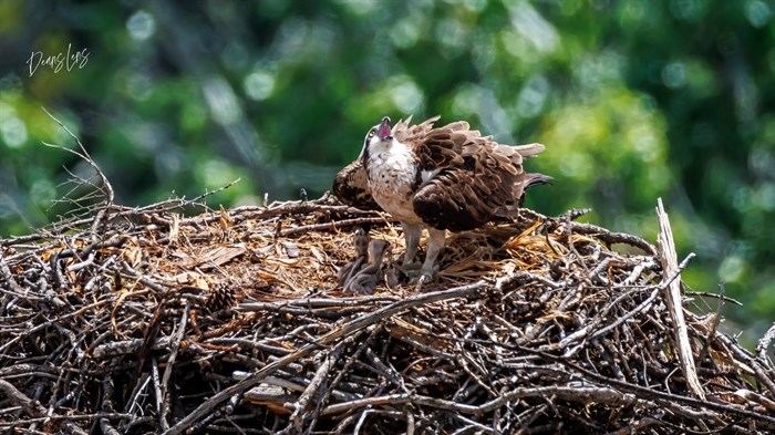 Photographer Dean Pratley snapped this photo in the Okanagan: 