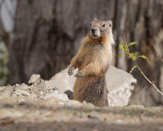 This marmot in Kamloops appears to be rubber necking. 