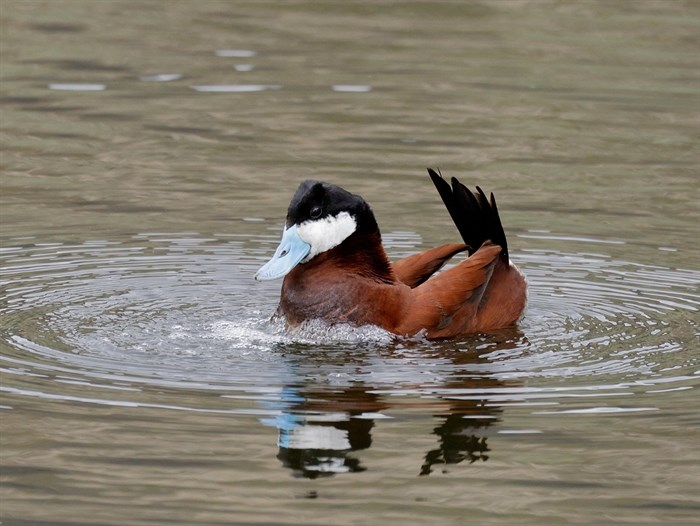 This ruddy duck in Kamloops is making bubbles to attract the females. 