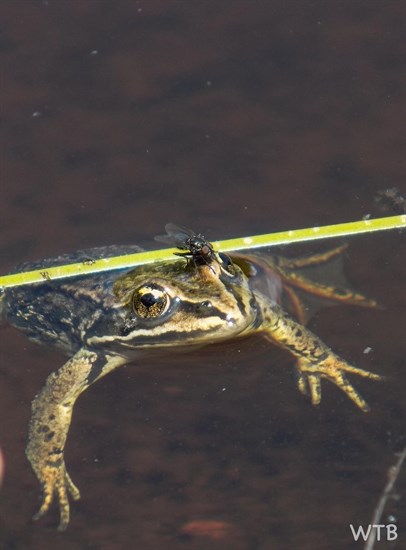 A frog has a snack on its eye in a pond near Merritt. 