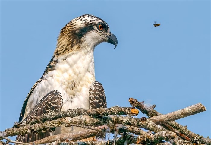 An osprey has a staring contest with a wasp in the Shuswap. 