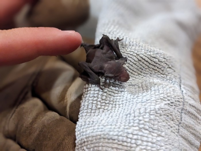 This baby bat was rescued from a pet cat in Rock Creek on July 31. 